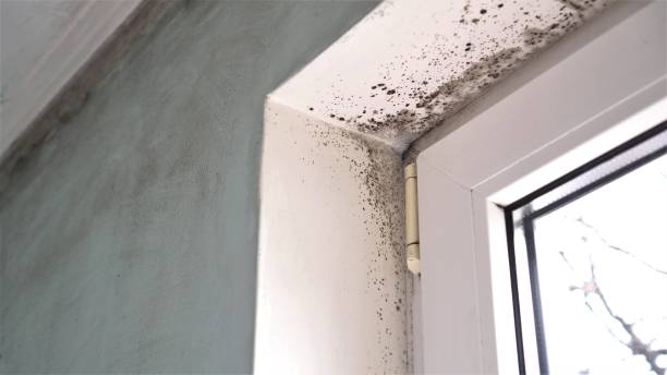 Mold Removal Process in Boscobel, WI