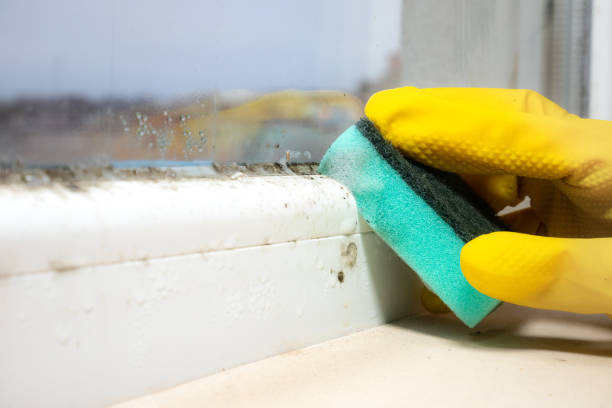 Best Crawl Space Mold Removal  in Boscobel, WI