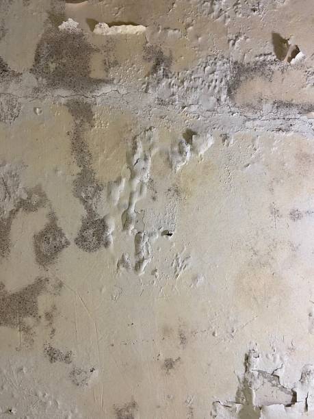 Best Toxic Mold Removal  in Boscobel, WI