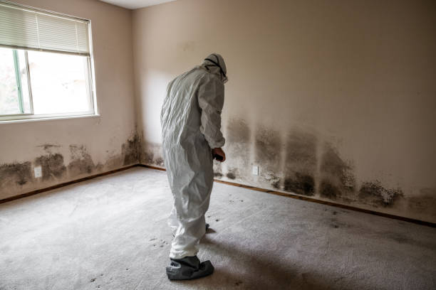Best Mold Damage Repair  in Boscobel, WI