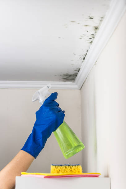 Best Commercial Mold Removal  in Boscobel, WI